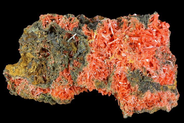 Bright Orange Crocoite Crystal Cluster - Tasmania #103814